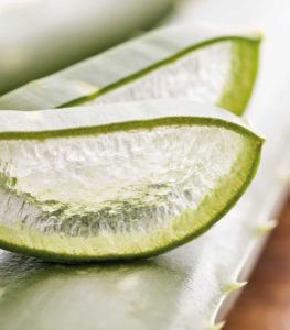 Forever Living Products – Andre Distler_Aloe_Vera_von_Forever-263x300